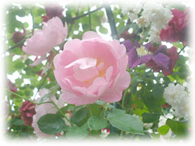 Roses2004