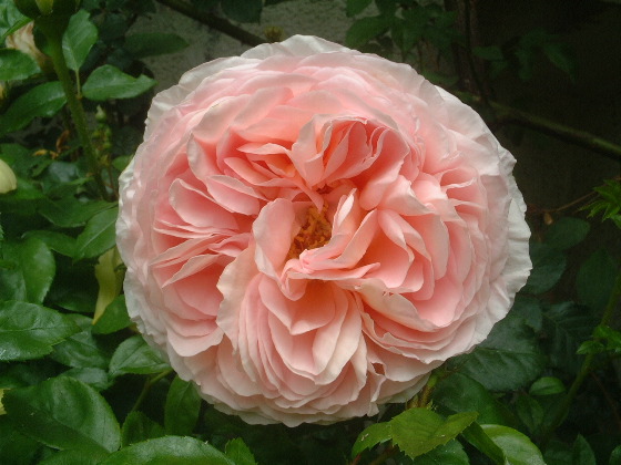 Abraham Darby 8