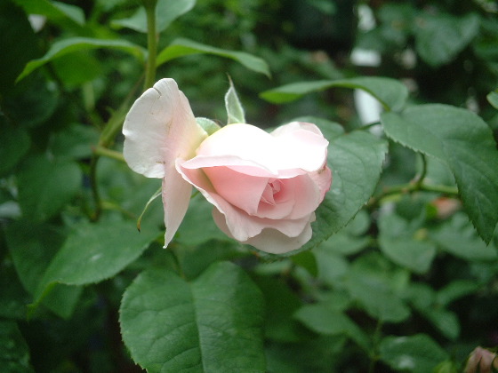 Cottage Rose 4