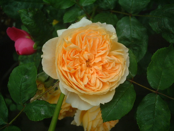 Crown Princess Margareta