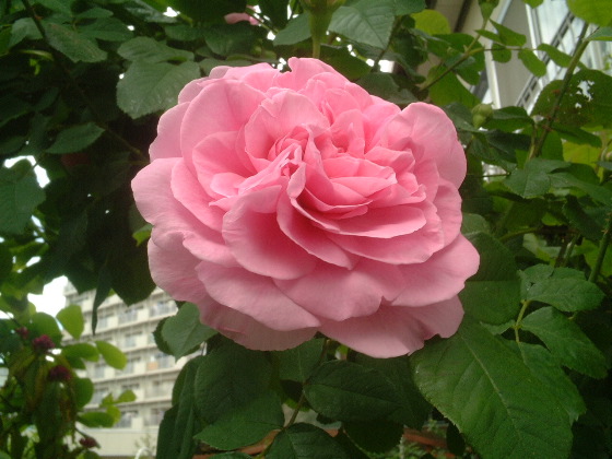 Gertrude Jekyll 8