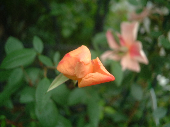 Mutabilis