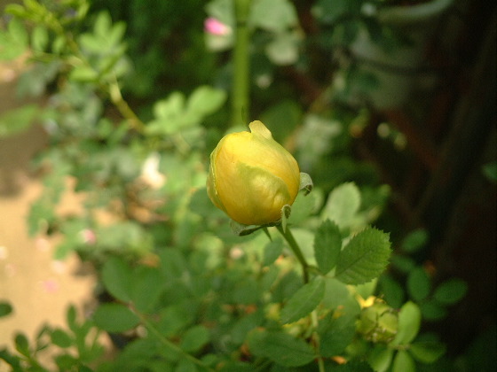 Rosa Foetida Persiana 1