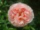 Abraham Darby 8