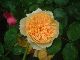 Crown Princess Margareta