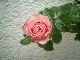 Lilac Rose 6